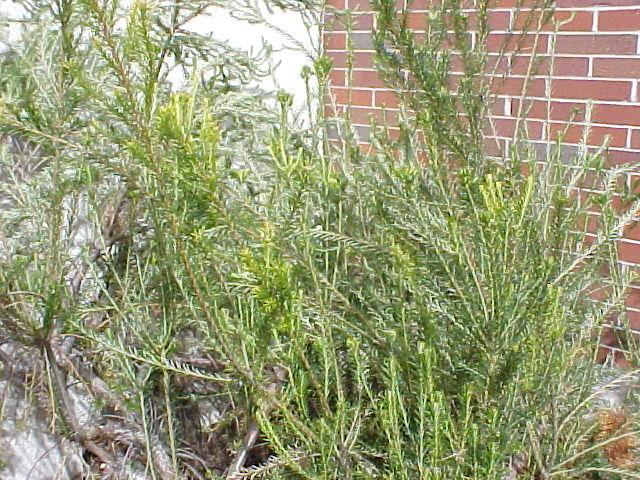 Banksia ericfolia