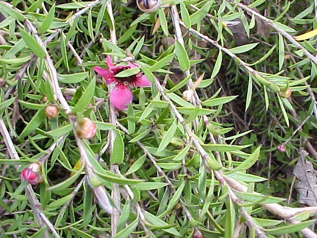 Leptospermum scoparium 'Pink Cascade'