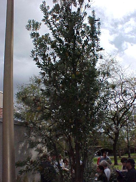 Banksia integrifolia