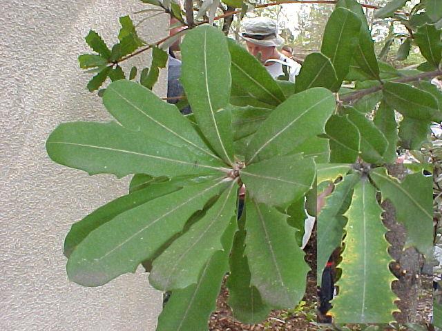 Banksia integrifolia