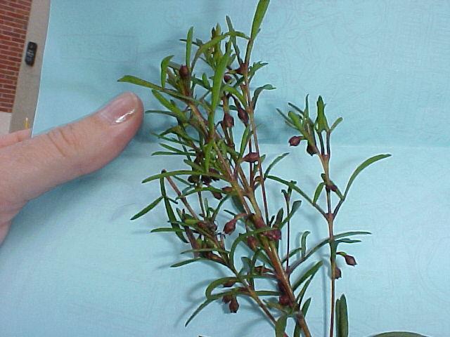 Boronia heterophylla