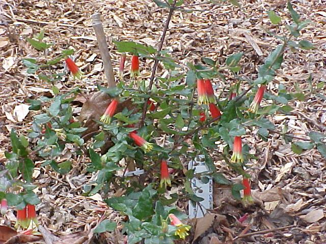 Correa reflexa 'Carpenter Rocks'