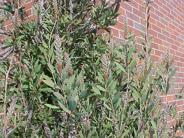 Callistemon pallidus