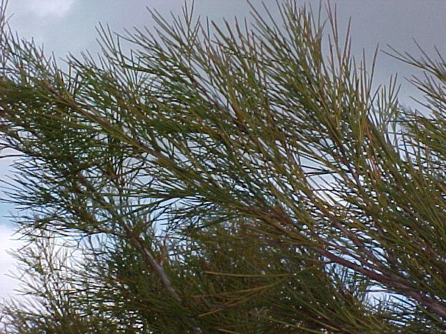 Grevillea 'Long John'