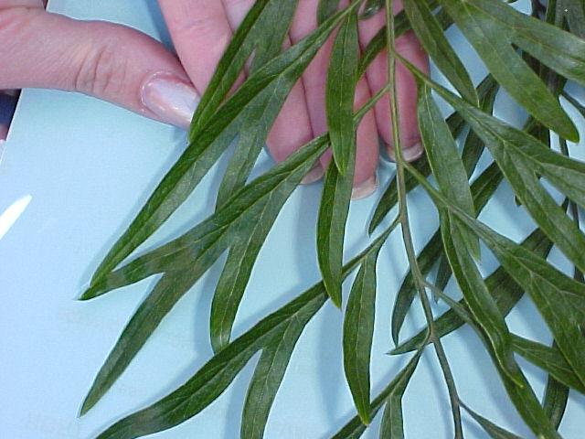 Grevillea robusta