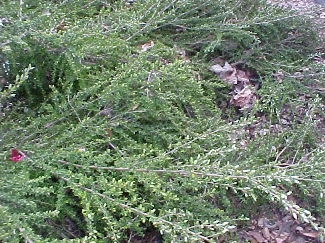 Leptospermum scoparium 'Horizontalis'