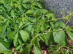 Parthenocissus quinquefolia