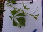 Viginia Creeper