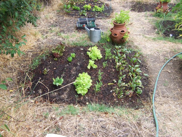 Lettuce and Beet plants.