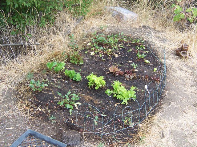 Lettuce and Beet plants.