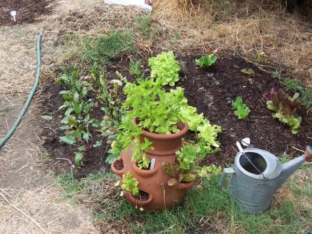Lettuce, herb and Beet plants.