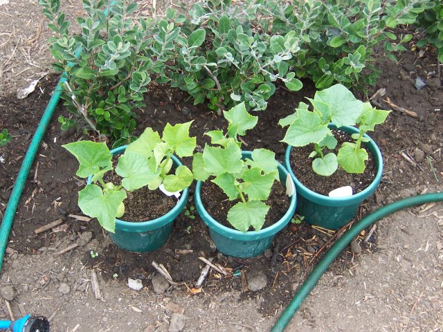 Cucumber Plants.
