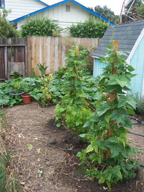 Cucumber Plants.
