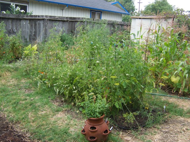 Tomato plants.