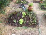 Lettuce, Beets and Carrots.