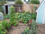 Butternut Squash Plants.