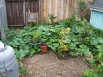 Butternut Squash Plants.