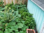 Bell Pepper Plants.