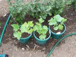 Cucumber Plants.