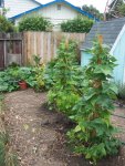Pole Beans.