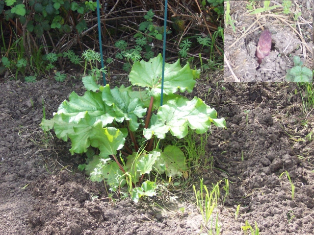 Asparagus Bed