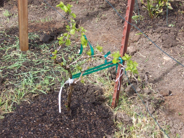 Perlette Grape