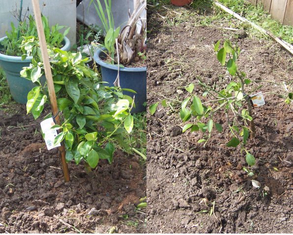 Citrus Trees