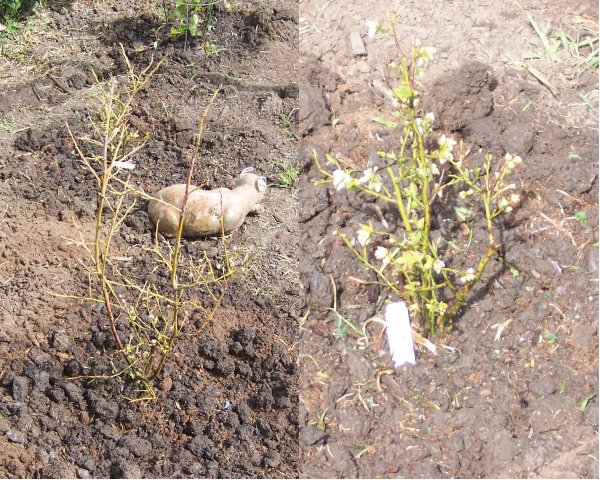Blueberry Plants
