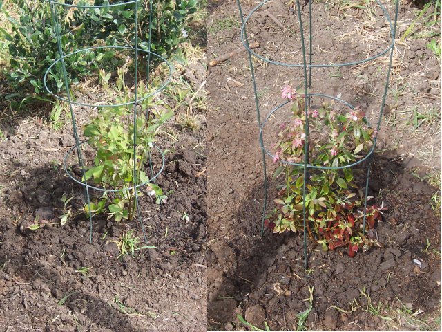 Blueberry Plants