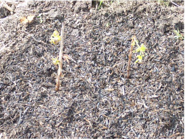 Raspberry Plants