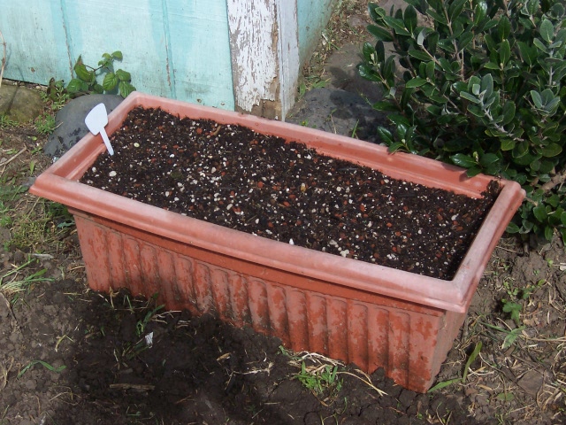 Pea planter