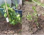 Citrus Trees.