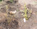 Blueberry Plants.