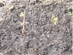 Raspberry Plants.