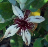 Pineapple Guava Flower