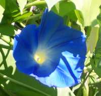 Morning Glory